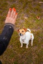 Dog breed Jack Russell Terrier sits near the legs of a man and executes his commands