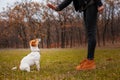 Dog breed Jack Russell Terrier sits near the legs of a man and executes his commands Royalty Free Stock Photo