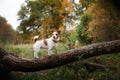 Dog breed Jack Russell Terrier