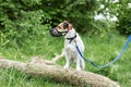 Dog breed Jack Russell Terrier walking on leash and wear muzzle with the owner in park. Protection, safety, restriction concept. Royalty Free Stock Photo