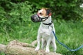 Dog breed Jack Russell Terrier walking on leash and wear muzzle with the owner in park. Royalty Free Stock Photo