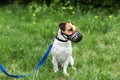 Dog breed Jack Russell Terrier walking on leash and wear muzzle with the owner in park. Royalty Free Stock Photo