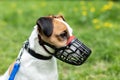 Dog breed Jack Russell Terrier walking wear muzzle in park. Protection, safety, restriction concept. Pet, domestic animal. Royalty Free Stock Photo