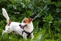 Dog breed Jack Russell terrier white color with red spots walks in a harness and on a leash in the park among the thick grassy Royalty Free Stock Photo