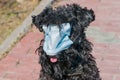 Dog breed Kerry blue Terrier in a blue medical mask close-up. Topic do animals get sick with coronavirus. Therapeutic mask for pro Royalty Free Stock Photo