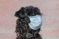 Dog breed Kerry blue Terrier in a blue medical mask close-up. Topic do animals get sick with coronavirus. Therapeutic mask for pro Royalty Free Stock Photo