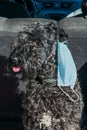 Dog breed Kerry blue Terrier in a blue medical mask close-up. Topic do animals get sick with coronavirus. Therapeutic mask for pro Royalty Free Stock Photo