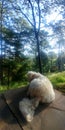 Dog breed Labradoodle walks through the woods