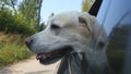 Dog breed labrador or golden retriver looking into a car window. Domestic animal sticks head out moving auto to enjoying Royalty Free Stock Photo