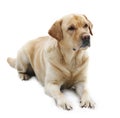 Dog Breed Labrador Retriever isolated in white bac