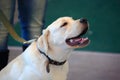 Smiling bright Labrador