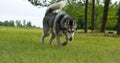 the dog breed a malamute, walks on a mowed grass, yellow color, the summer period, a green grass a background,