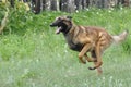 Dog breed Malinois runs on the grass.