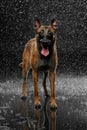 Dog breed Malinois in the Studio. Royalty Free Stock Photo