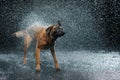 Dog breed Malinois in the Studio. Royalty Free Stock Photo