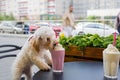 Dog breed maltipoo in a cafe Royalty Free Stock Photo