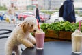 Dog breed maltipoo and  milkshake Royalty Free Stock Photo