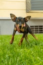 Dog of the breed mini pinscher dwarf pinscher or Zwergpinscher in defiant aggressive attitude looking at the camera and jumping up Royalty Free Stock Photo