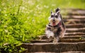 A dog of breed Miniature Schnauzer runs Royalty Free Stock Photo