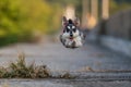 A dog of breed Miniature Schnauzer runs Royalty Free Stock Photo