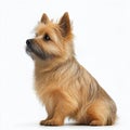 Dog breed norwich terrier isolated on white close-up. Small nice fluffy red dog