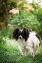 Dog breed papilion Royalty Free Stock Photo