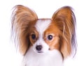 Dog of breed papillon Royalty Free Stock Photo