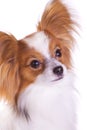 Dog of breed papillon