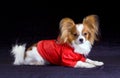 Dog of breed papillon Royalty Free Stock Photo