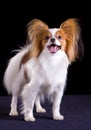 Dog of breed papillon Royalty Free Stock Photo