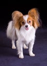 Dog of breed papillon Royalty Free Stock Photo