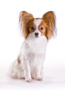 Dog of breed papillon Royalty Free Stock Photo