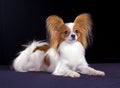 Dog of breed papillon Royalty Free Stock Photo