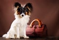 Dog breed Papillon Royalty Free Stock Photo