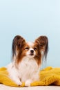 Dog breed papillon Royalty Free Stock Photo