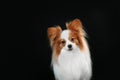 Dog breed Papillon Royalty Free Stock Photo