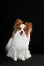 Dog breed Papillon Royalty Free Stock Photo