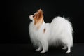 Dog breed Papillon Royalty Free Stock Photo