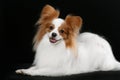 Dog breed Papillon Royalty Free Stock Photo