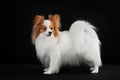 Dog breed Papillon