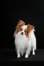 Dog breed Papillon Royalty Free Stock Photo