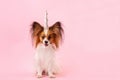 Dog breed papillon with a unicorn horn Royalty Free Stock Photo