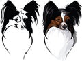 Dog breed papillon Royalty Free Stock Photo