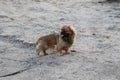 Dog breed Pekingese brown color. Royalty Free Stock Photo