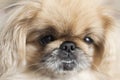 Dog breed Pekingese close-up muzzle