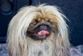 Dog breed Pekingese Royalty Free Stock Photo