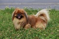 Dog breed Pekingese Royalty Free Stock Photo