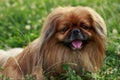 Dog breed Pekingese Royalty Free Stock Photo