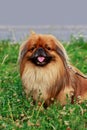 Dog breed Pekingese Royalty Free Stock Photo