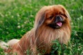 Dog breed Pekingese Royalty Free Stock Photo